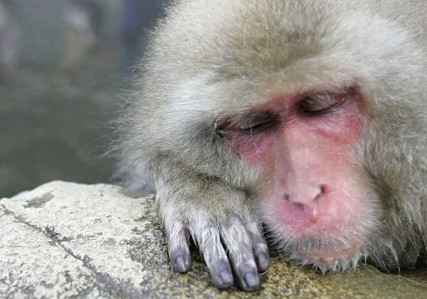 Japanese monkey bathes in a hot spring in Yamanouchi town, central Japan