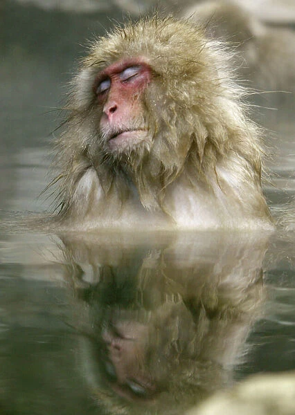 Japanese monkey bathes in hot spring in Yamanouchi, central Japan