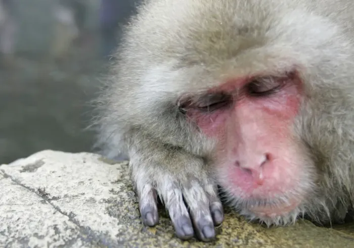 Framed Print : Japanese monkey bathes in a hot spring in Yamanouchi town, central Japan Framed Print : Japanese monkey bathes in a hot spring in Yamanouchi town, central Japan