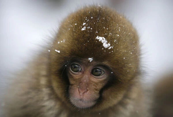 Japanese monkey soaks in hot spring at snow-covered valley in Yamanouchi town