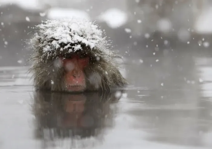 Framed Print : A Japanese monkey soaks in a hot spring in a snow-covered valley in Yamanouchi town