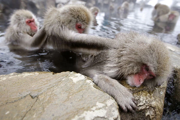 Japanese monkeys gather to soak in hot spring at snow-covered valley in Yamanouchi town