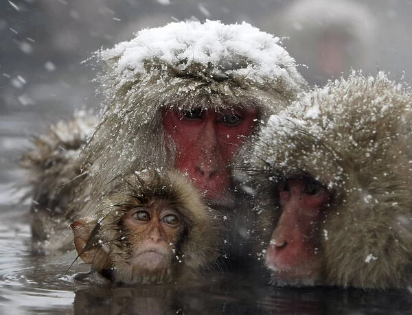 Japanese monkeys soak in a hot spring in a snow-covered valley in Yamanouchi town, Japan