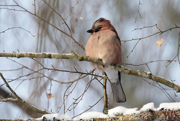 A jay rests on a tree as the air temperature drops to about minus 12 degrees Celsius (10
