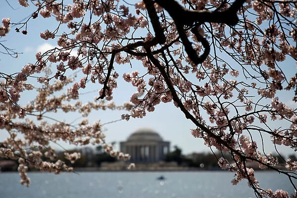 The Jefferson Monument stands behind blooming cherry trees in Washington