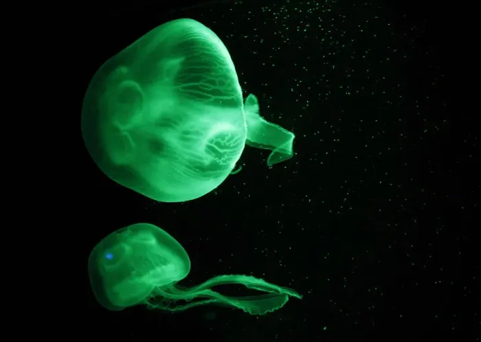 Framed Print : Jellyfish are illuminated inside an aquarium in Palma de Mallorca Framed Print : Jellyfish are illuminated inside an aquarium in Palma de Mallorca