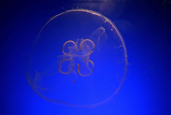 Jellyfish swims in a fish tank at Palma aquarium in Palma de Mallorca on the Spanish