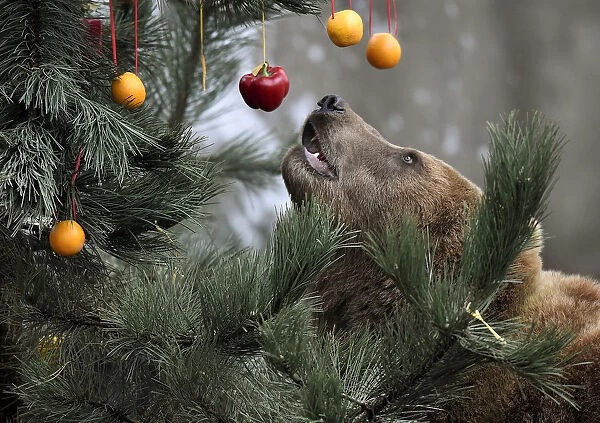Kamchatka Brown Bear Mascha stands beside a Christmas tree