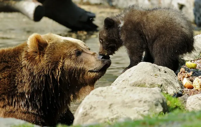 Framed Print : A Kamchatka Brown Bear and one of her two three-month-old cubs are pictured in Hagenbecks Framed Print : A Kamchatka Brown Bear and one of her two three-month-old cubs are pictured in Hagenbecks
