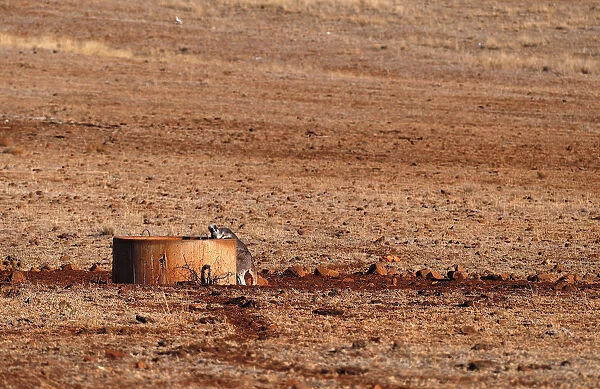 A kangaroo drinks from a water tank located in a drought-effected paddock on farmer