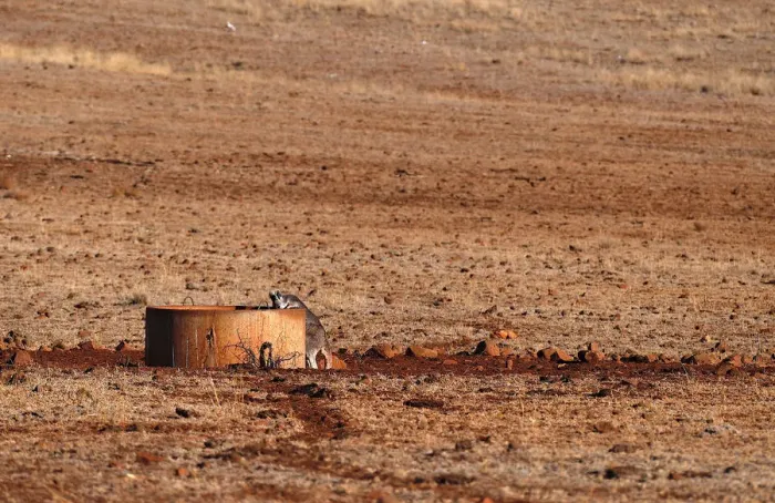 Framed Print : A kangaroo drinks from a water tank located in a drought-effected paddock on farmer Ash Framed Print : A kangaroo drinks from a water tank located in a drought-effected paddock on farmer Ash