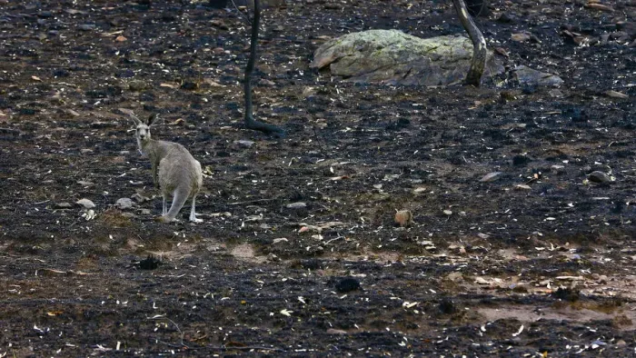 Framed Print : A kangaroo stands on ground blackened by a bushfire near Coonabarabran Framed Print : A kangaroo stands on ground blackened by a bushfire near Coonabarabran