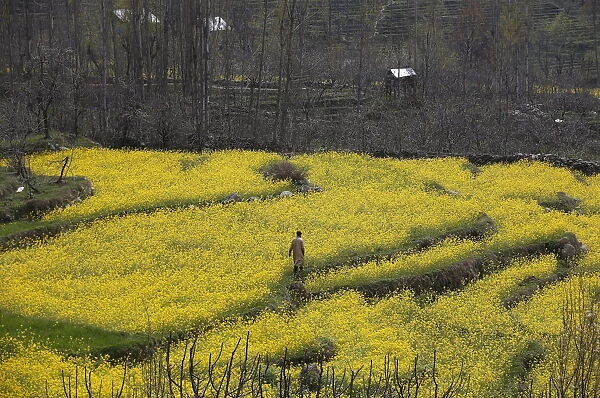 A Kashmiri man walks through a mustard field on the outskirts of Srinagar