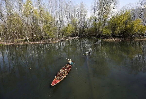Kashmiri woman rows a boat loaded with weeds collected from the Dal Lake in Srinagar