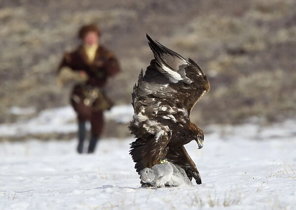 A Kazakh hunter runs towards to his tamed golden eagle after it catches a rabbit during