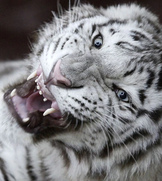 Khan, a 9-month-old male rare Bengali white tiger, growls inside a cage at the Royev