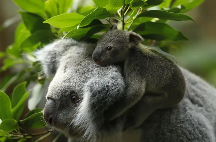 Framed Print : A koala joey hangs on his mother after a weighing procedure at the zoo in the western Framed Print : A koala joey hangs on his mother after a weighing procedure at the zoo in the western