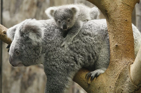 A koala joey hangs on its mother at the zoo in Duisburg