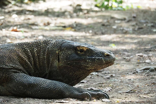 A Komodo Dragon is seen in Komodo National Park, Indonesia