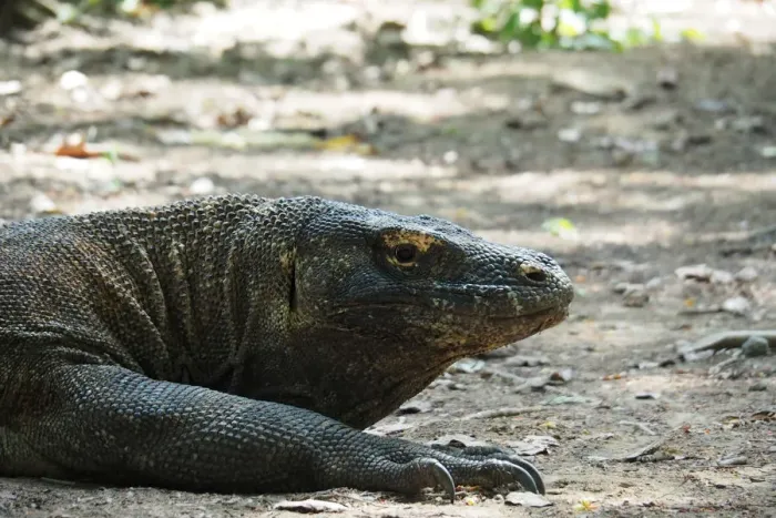 Framed Print : A Komodo Dragon is seen in Komodo National Park, Indonesia