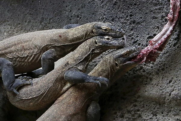 Komodo dragons eat meat inside their enclosure at Prague Zoo
