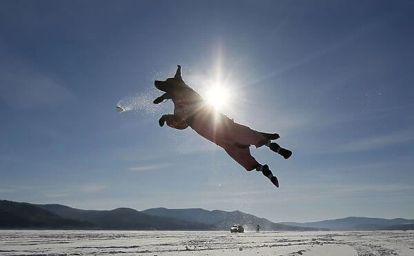Labrador retriever jumps for a snowball while playing with its owner on the frozen