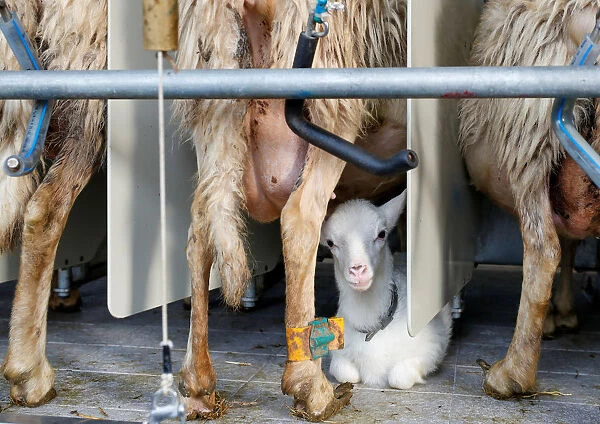 A lamb is seen during the milking of sheep in a factory producing a hard and salty