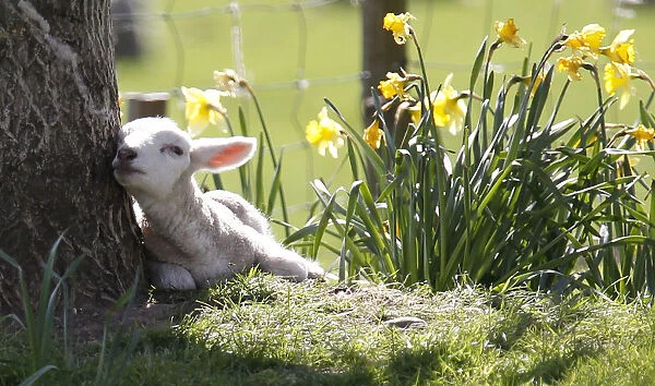 A lamb sits in the shade of a tree among daffodils at the Hall Farm in Stratford St Mary