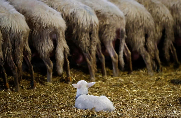 A lamb watches the sheep in a factory producing a hard and salty cheese called Pecorino Romano