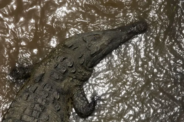 Framed Print : A large crocodile is seen in the Tarcoles River, a river with one of the highest Framed Print : A large crocodile is seen in the Tarcoles River, a river with one of the highest