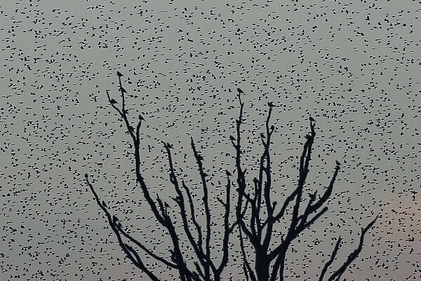 Large flocks of starlings fly at dusk over the Somerset Levels near Glastonbury