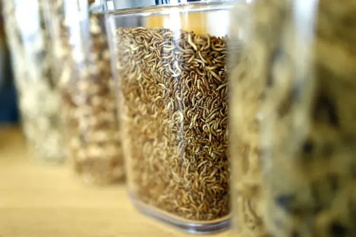 Framed Print : Larvae and food made of insect protein are pictured at the headquarters of German Framed Print : Larvae and food made of insect protein are pictured at the headquarters of German