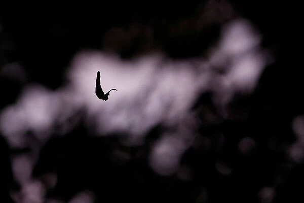 A leaf caught on a spiders web floats in between other branches in Milton Keynes
