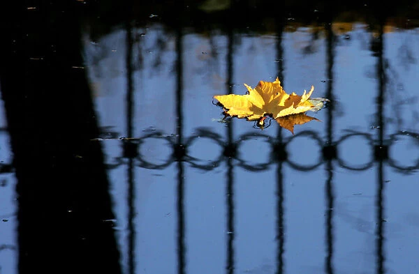 Leaf floats in a pond at a park in St Petersburg