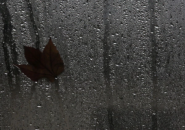 A leaf is pictured on a wet glass wall on a rainy day in Berlin