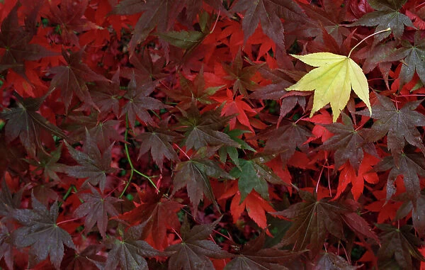 Leaves from a Japanese Maple are seen as they change colour in Autumn at The National