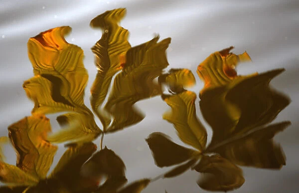 Leaves lit by the afternoon sun are reflected in a pond at the Royal Lazienki Park