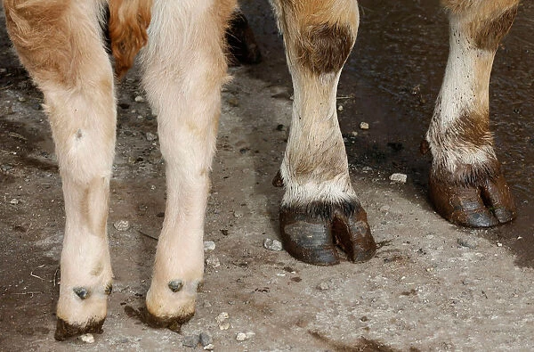 Legs of an Aubrac breed cow and its calfs are pictured in a barn in Curieres