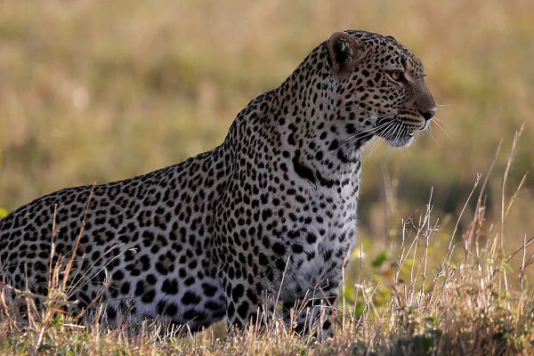 A leopard sits in the grass in the Msai Mara National Reserve