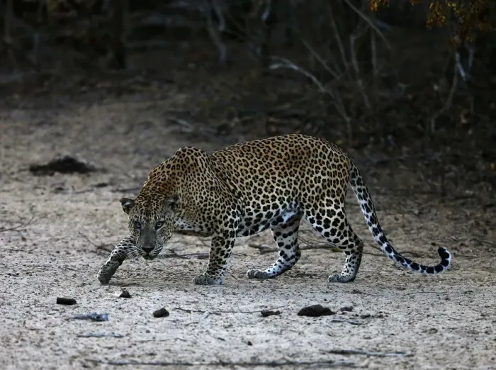 Framed Print : A leopard walks at Yala National Park in southern Sri Lanka Framed Print : A leopard walks at Yala National Park in southern Sri Lanka
