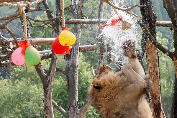 A lion plays with balloons filled with water on a hot day at an amusement park in Yongin