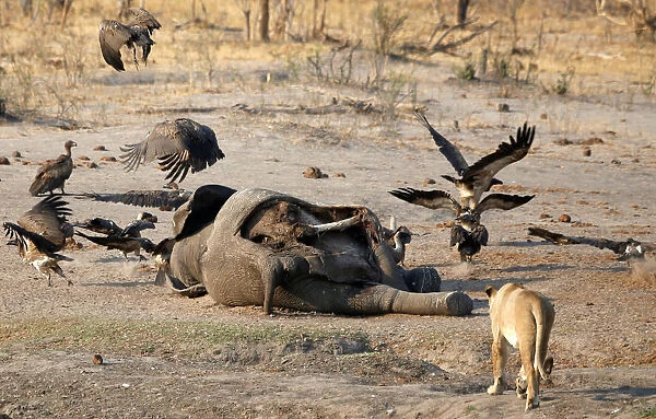 A lion is seen approaching an elephant carcass at a watering hole inside Hwange National