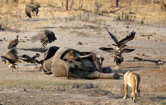Framed Print : A lion is seen approaching an elephant carcass at a watering hole inside Hwange National Framed Print : A lion is seen approaching an elephant carcass at a watering hole inside Hwange National