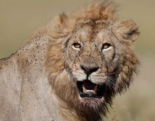 A lion is seen in Masai Mara National Reserve