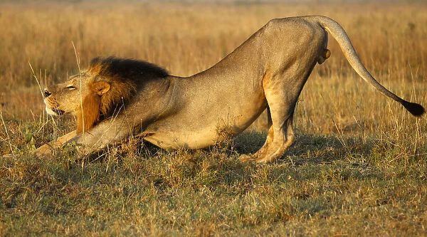 A lion stretches early morning at Nairobis National Park