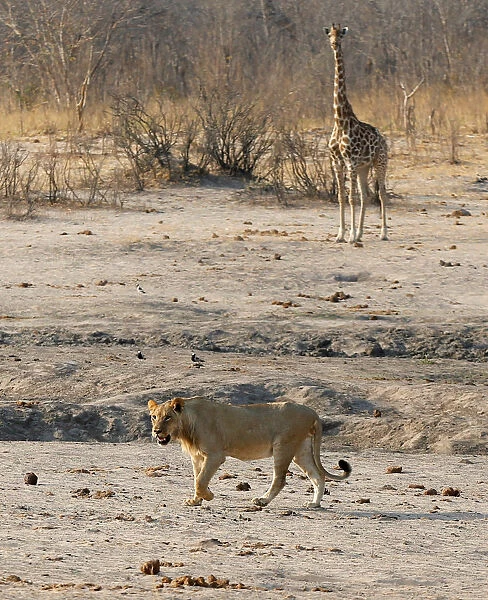 A lion walks past a giraffe at the Hwange National Park