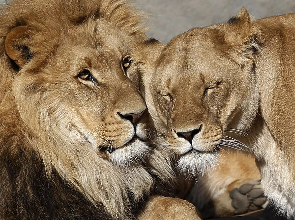 Lions cuddle in their enclosure at the at Hagenbeck Zoo in Hamburg