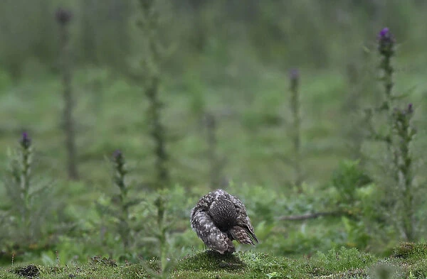 A Little Owl takes a break from hunting amongst a field of thistles on Skomer Island