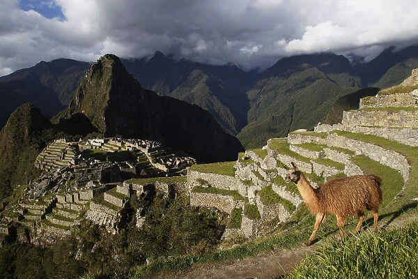 A llama is seen near the Inca citadel of Machu Picchu in Cusco