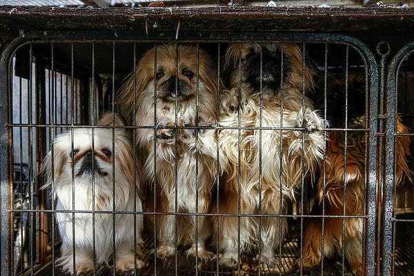 Local-bred Pekingese dogs stand at local animal breeder Zhang Lei in Beijing